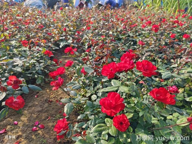 北京紅月季的優(yōu)缺點(diǎn)是什么？(圖2)