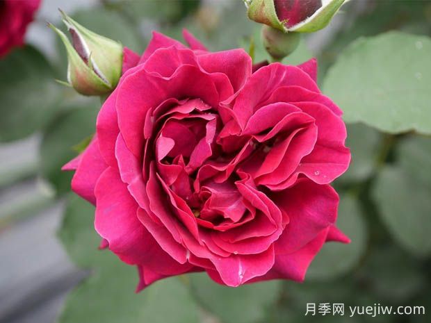 奧德賽月季的優(yōu)缺點(diǎn)是什么？(圖1)