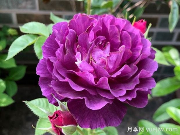 奧秘月季的優(yōu)缺點(diǎn)是什么？(圖1)