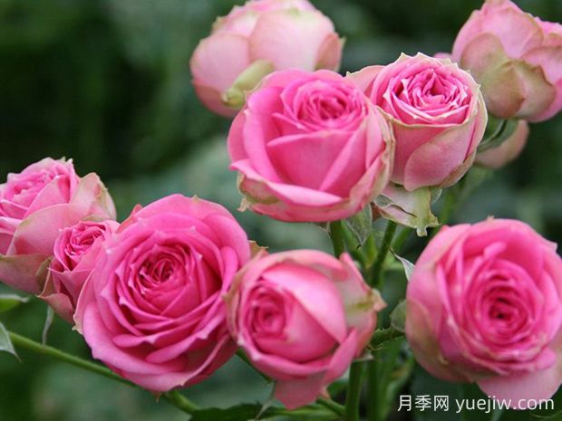 超感月季的優(yōu)缺點(diǎn)是什么？(圖1)