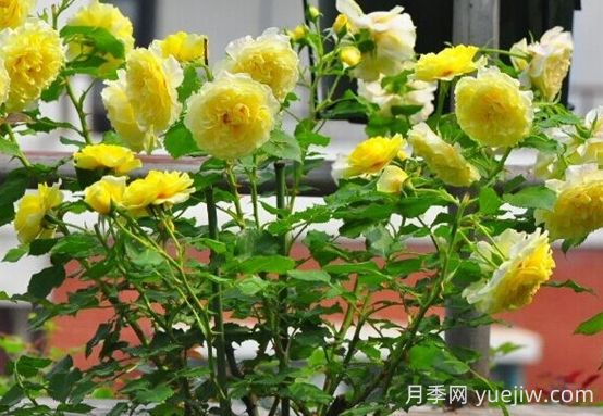 太陽(yáng)和心月季的優(yōu)缺點(diǎn)是什么？(圖1)