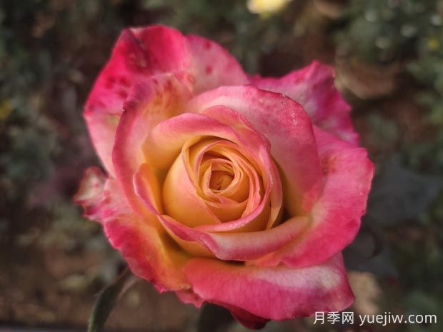 哈雷彗星月季的優(yōu)缺點(diǎn)是什么？(圖1)