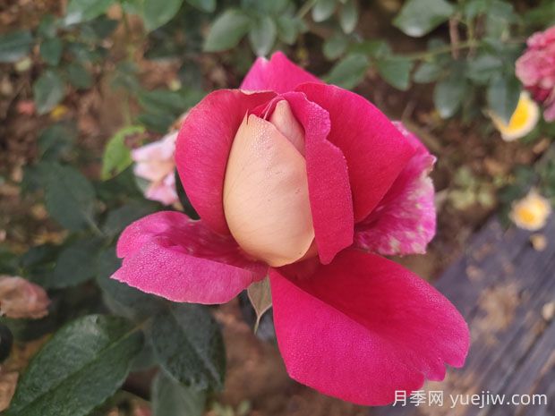 火和平月季的優(yōu)缺點(diǎn)是什么？(圖1)