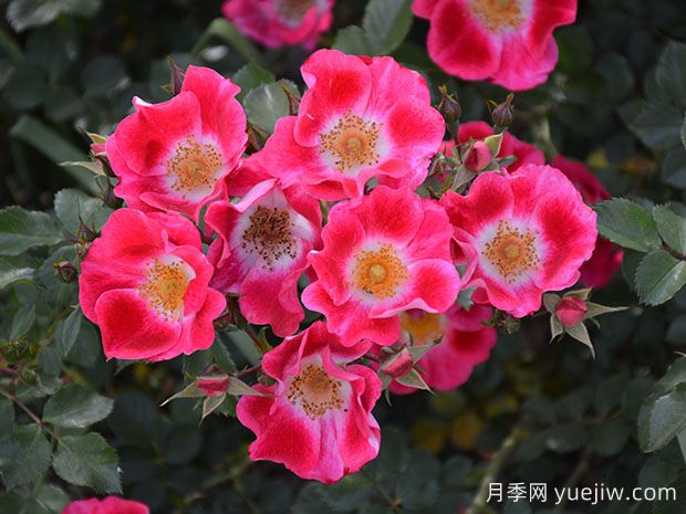 無(wú)憂(yōu)無(wú)慮月季(圖2)