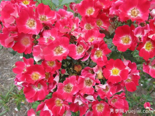 無(wú)憂(yōu)無(wú)慮月季(圖3)