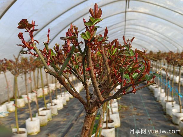 全年城市道路園林綠化養護管理月歷100條(圖1)