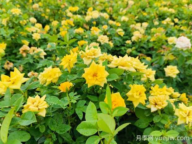 全年城市道路園林綠化養護管理月歷100條(圖2)