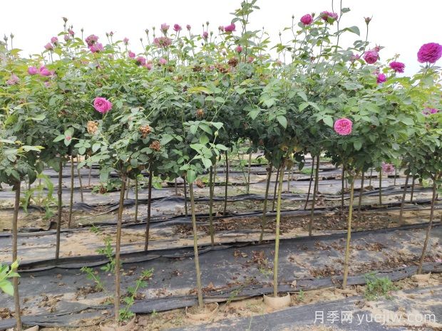 全年城市道路園林綠化養護管理月歷100條(圖3)