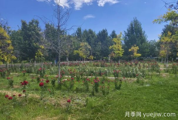 石河子市植物園月季園花開(kāi)盛景，誠邀市民共賞(圖2)