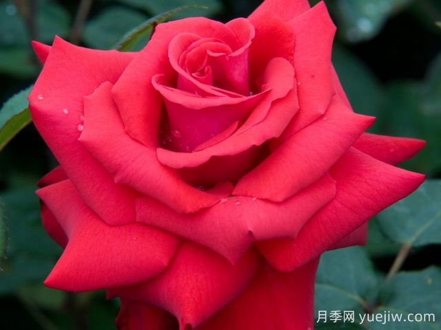 摯愛(ài)月季/大愛(ài)/深?lèi)?ài)(圖1)