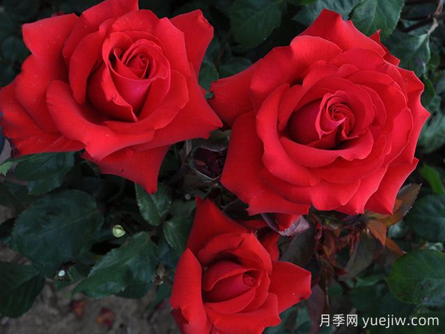 摯愛(ài)月季/大愛(ài)/深?lèi)?ài)(圖2)