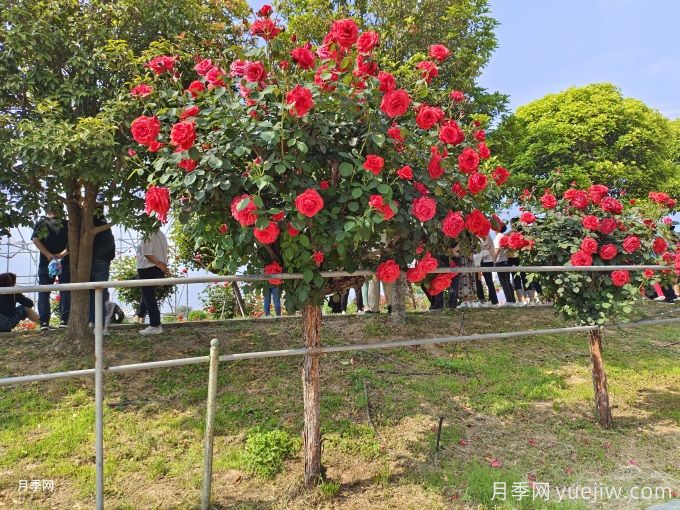 老舊小區綠化改造要點(diǎn)和常用樹(shù)種配置(圖1)