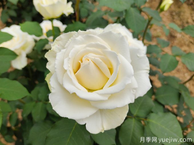 推薦10款白色系月季品種，每一款都經(jīng)典(圖1)