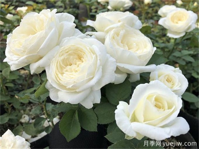 推薦10款白色系月季品種，每一款都經(jīng)典(圖2)