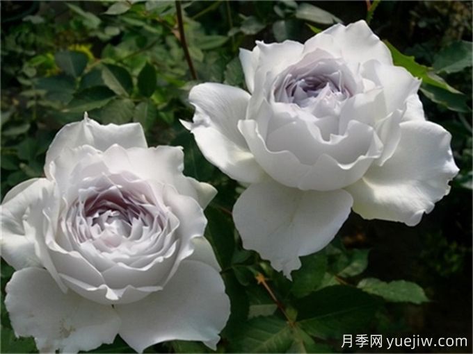 推薦10款白色系月季品種，每一款都經(jīng)典(圖3)