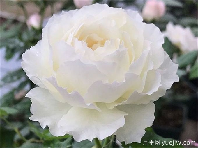 推薦10款白色系月季品種，每一款都經(jīng)典(圖5)