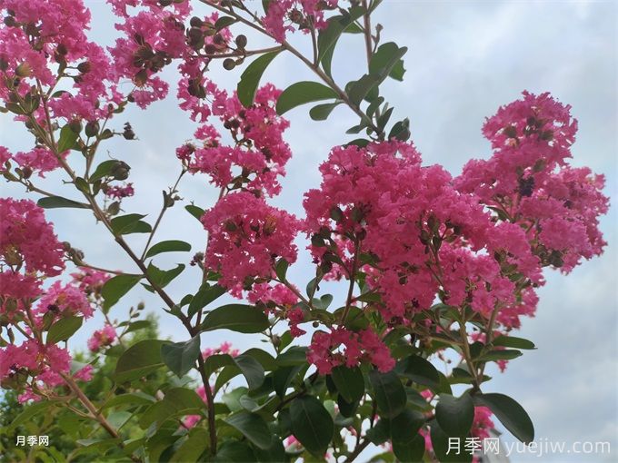 紫薇的栽培技術(shù)有哪些方面？(圖1)