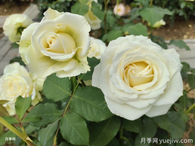 月季種植幾年后花少怎么辦？(圖1)