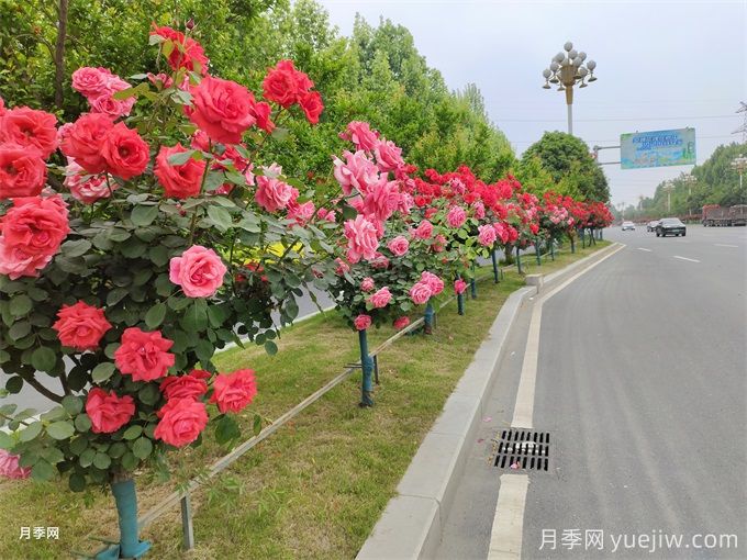 行道樹(shù)修剪養護的七大注意事項(圖1)