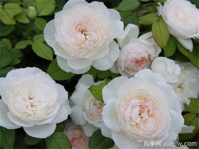 推薦11種白色系月季品種，花朵優(yōu)雅純潔(圖3)