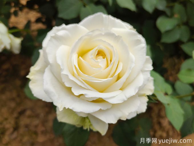 推薦11種白色系月季品種，花朵優(yōu)雅純潔(圖1)