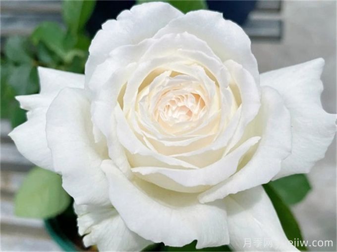 推薦11種白色系月季品種，花朵優(yōu)雅純潔(圖4)