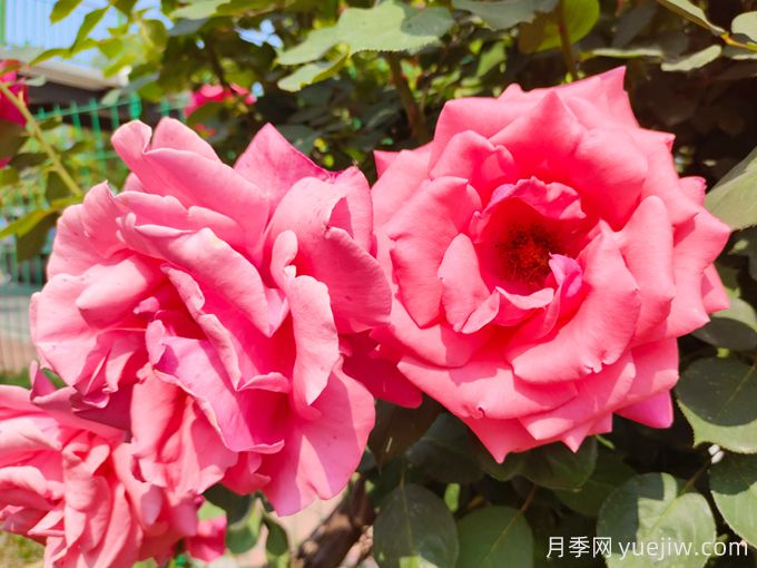 月季之美，在于持久不衰的芬芳(圖1)