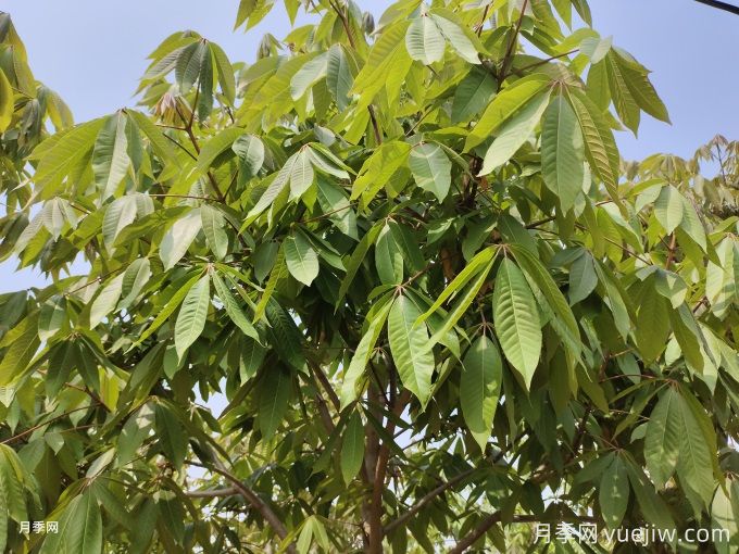 常見(jiàn)的30種色葉植物，為城市園林增綠添彩(圖2)