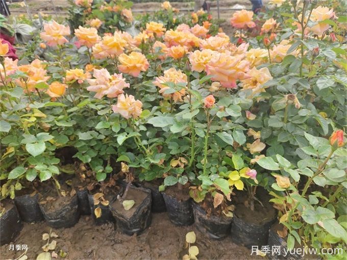夏季管理盆花月季注意哪些？月季花有哪三大作用？(圖1)