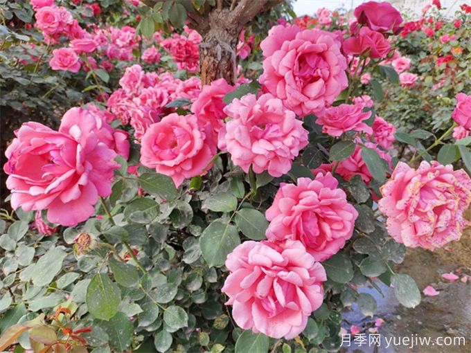 讓月季花開(kāi)滿(mǎn)園？通過(guò)四大關(guān)鍵步驟(圖3)