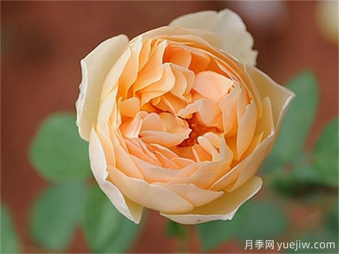 分享15種超香月季品種，香味控花友必備(圖2)