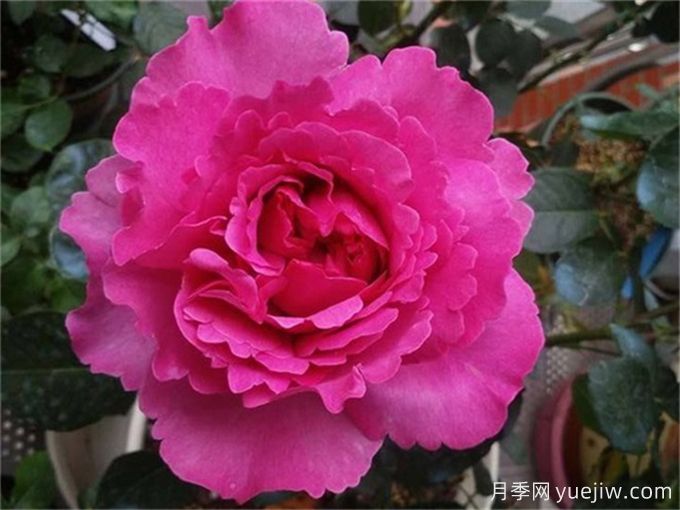 分享15種超香月季品種，香味控花友必備(圖1)