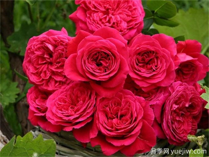 分享15種超香月季品種，香味控花友必備(圖7)