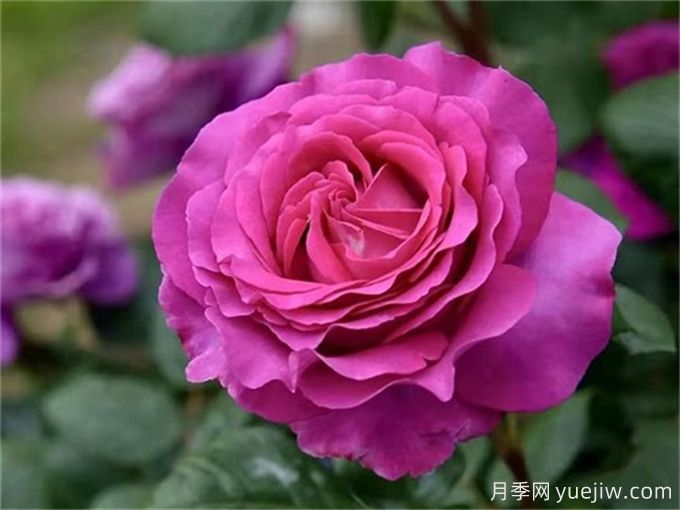 分享15種超香月季品種，香味控花友必備(圖4)