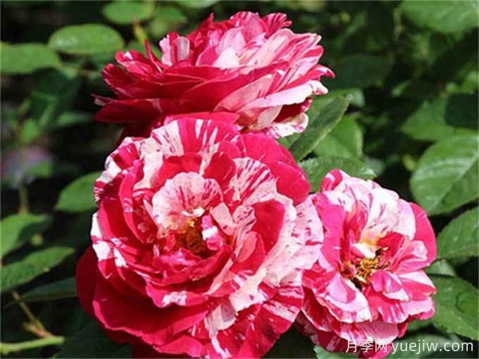 分享15種超香月季品種，香味控花友必備(圖5)