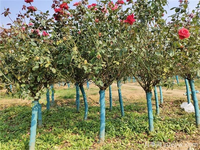 十堰7萬(wàn)余株月季控花期綻放，迎世界武當太極大會(huì )(圖1)
