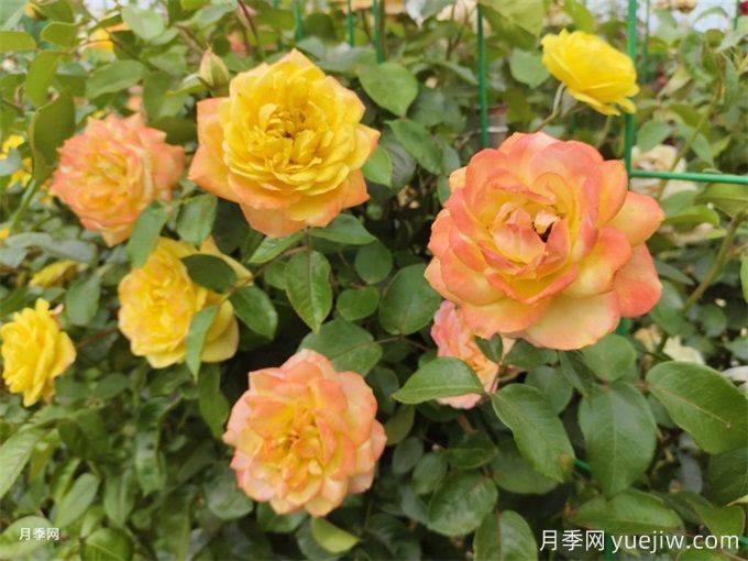 十堰7萬(wàn)余株月季控花期綻放，迎世界武當太極大會(huì )(圖2)