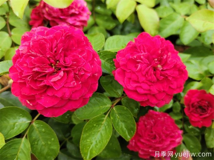 梧州適合養月季花嗎？市花和市樹(shù)是什么？(圖1)