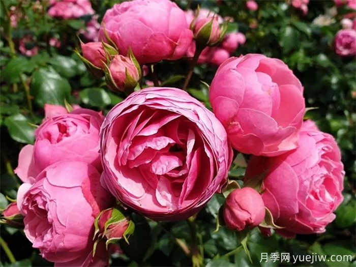 這6種月季開(kāi)花不斷，抗病性也很不錯(圖1)