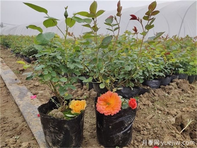如何種植土球月季苗？掌握方法快速生長(cháng)(圖1)