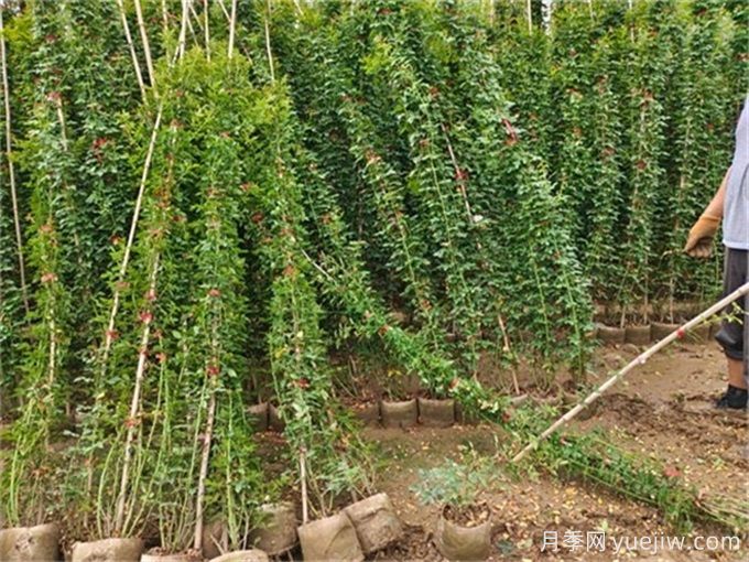 如何種植土球月季苗？掌握方法快速生長(cháng)(圖2)