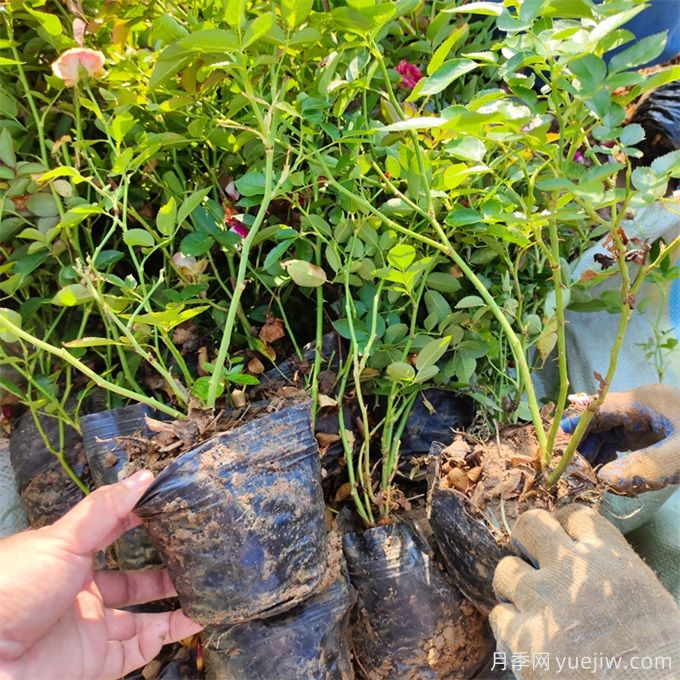 月季苗怎么養長(cháng)得快？注意這5個(gè)細節不會(huì )慢(圖2)