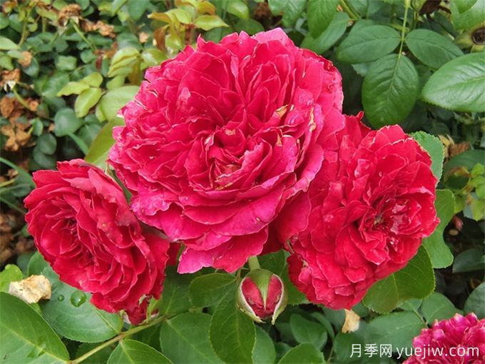 花界三絕：月季、玫瑰與薔薇的綺麗綻放(圖1)