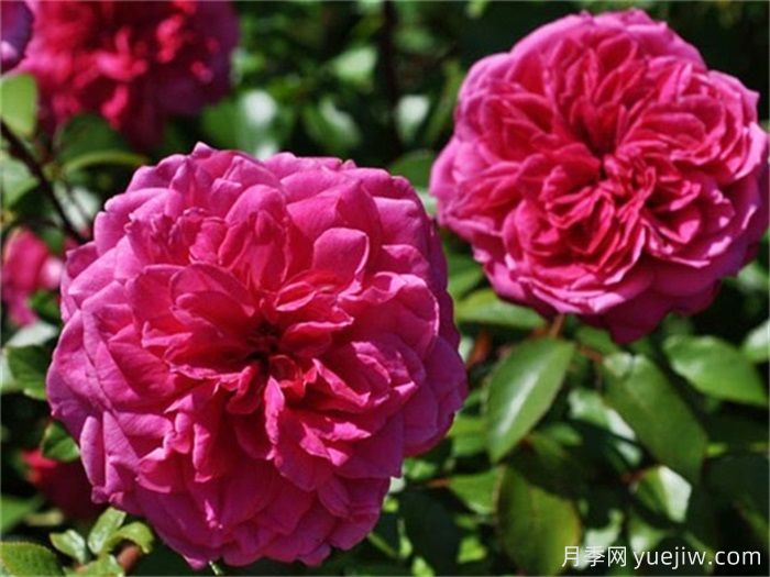 花界三絕：月季、玫瑰與薔薇的綺麗綻放(圖2)