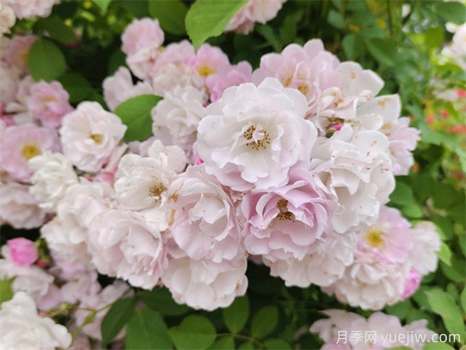 花界三絕：月季、玫瑰與薔薇的綺麗綻放(圖3)