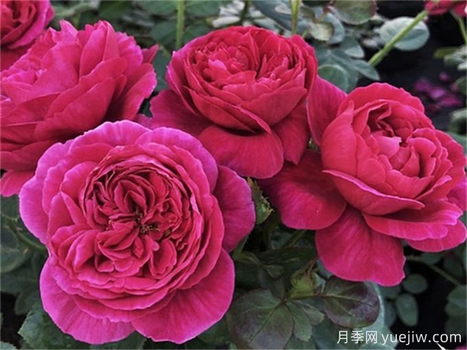 伊芙酒窖月季，集顏值和芳香于一身(圖1)