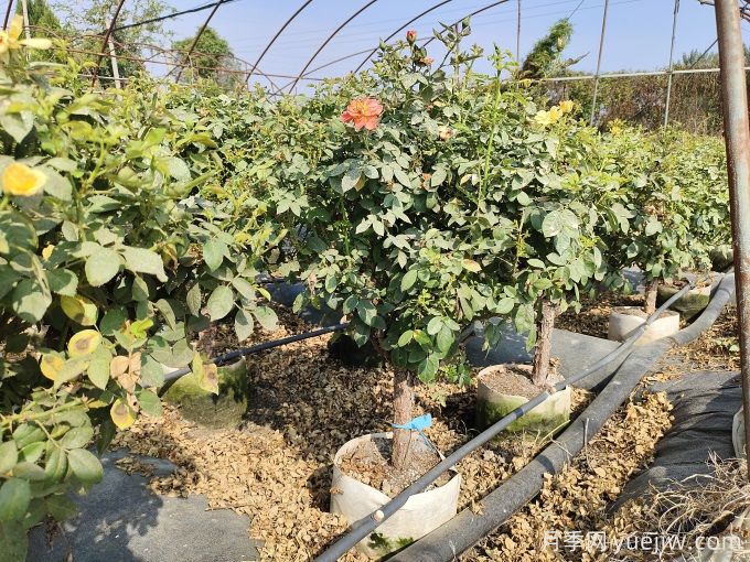 園藝新品，多色歐月薔薇桿樹(shù)狀月季(圖3)