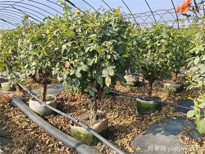園藝新品，多色歐月薔薇桿樹(shù)狀月季(圖6)