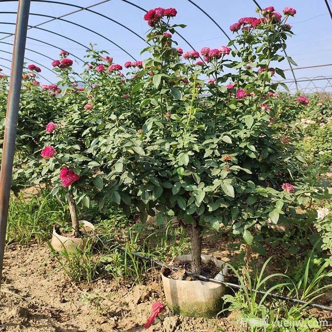 園藝新品，多色歐月薔薇桿樹(shù)狀月季(圖1)