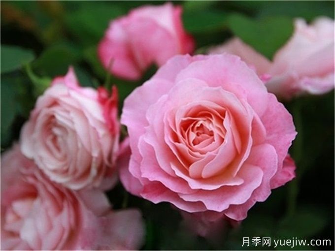 不帶香味的星王微月月季，喜歡清淡的花友必看(圖1)